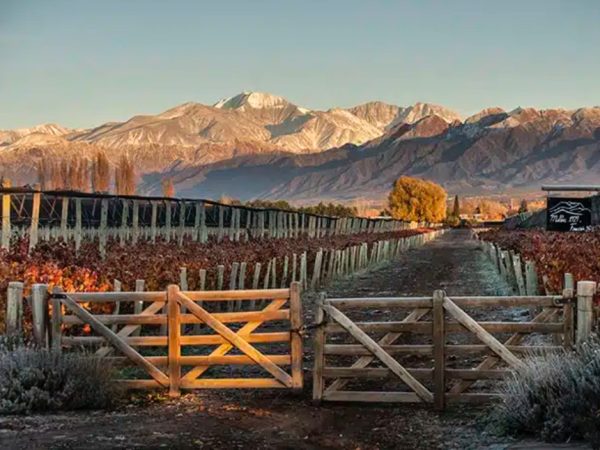 CHEVAL DES ANDES