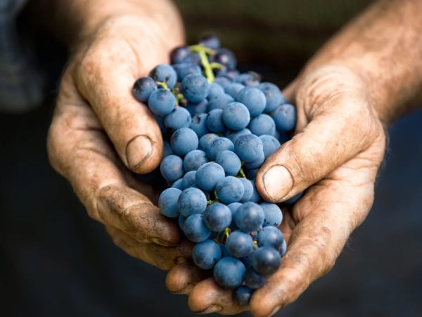 VINO ES CULTURA
