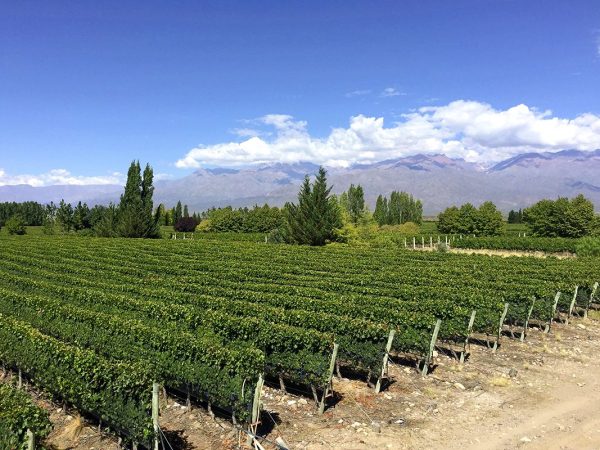 Vinedos-de-Mendoza