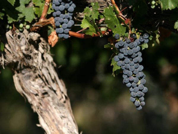 cabernet sauvignon