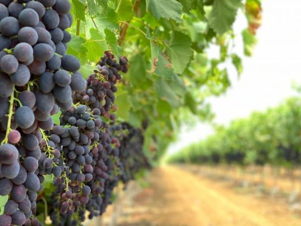 malbec 1
