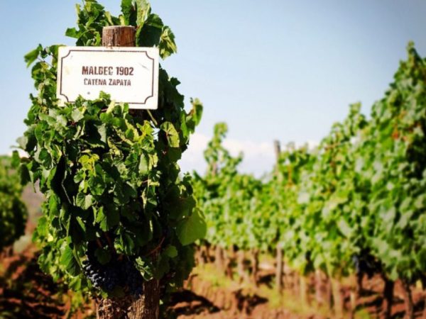 malbec mendoza ranking