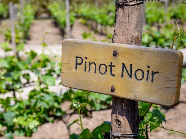 pinot