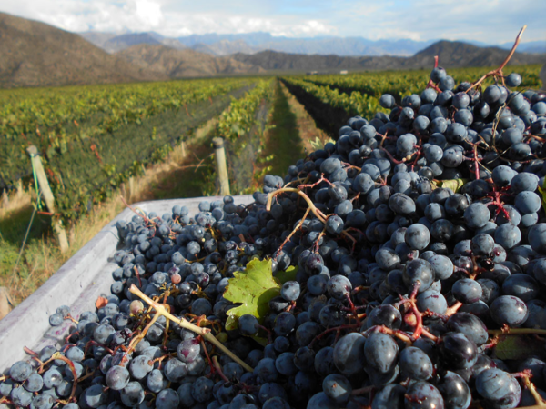 rioja 1