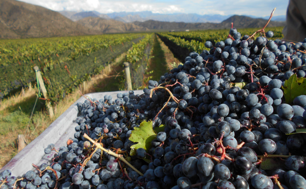 rioja 1