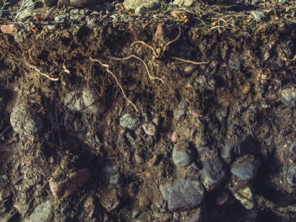 suelos minerales