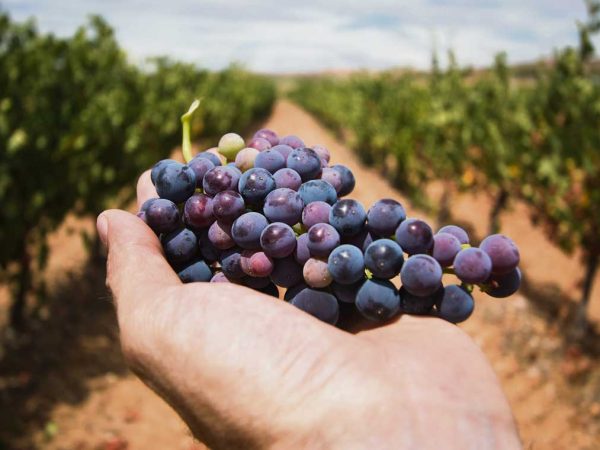uvas