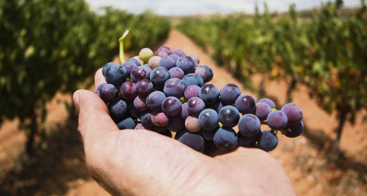 uvas