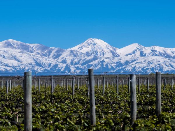 vinos montaña 1